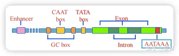 v2-955e33fa5443732ab57aebb494eaf729_1440w.webp